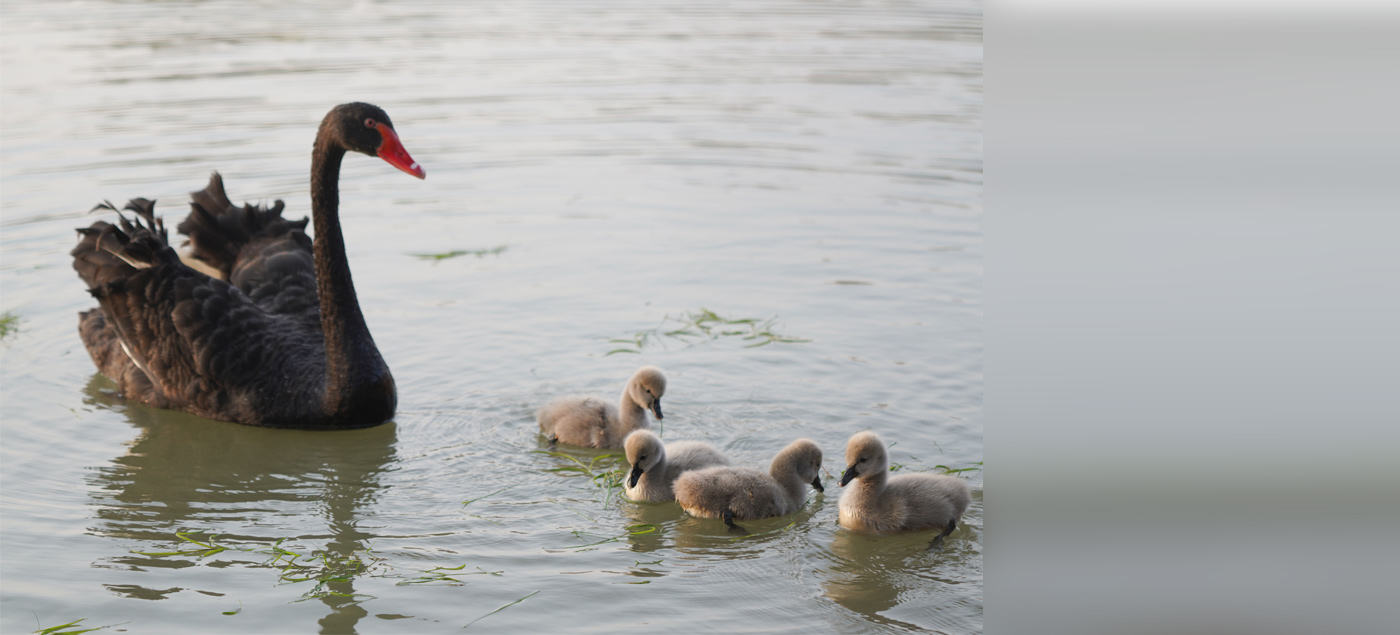 郑州市雕塑公园，一对黑天鹅带着4只天鹅宝宝在湖边戏水