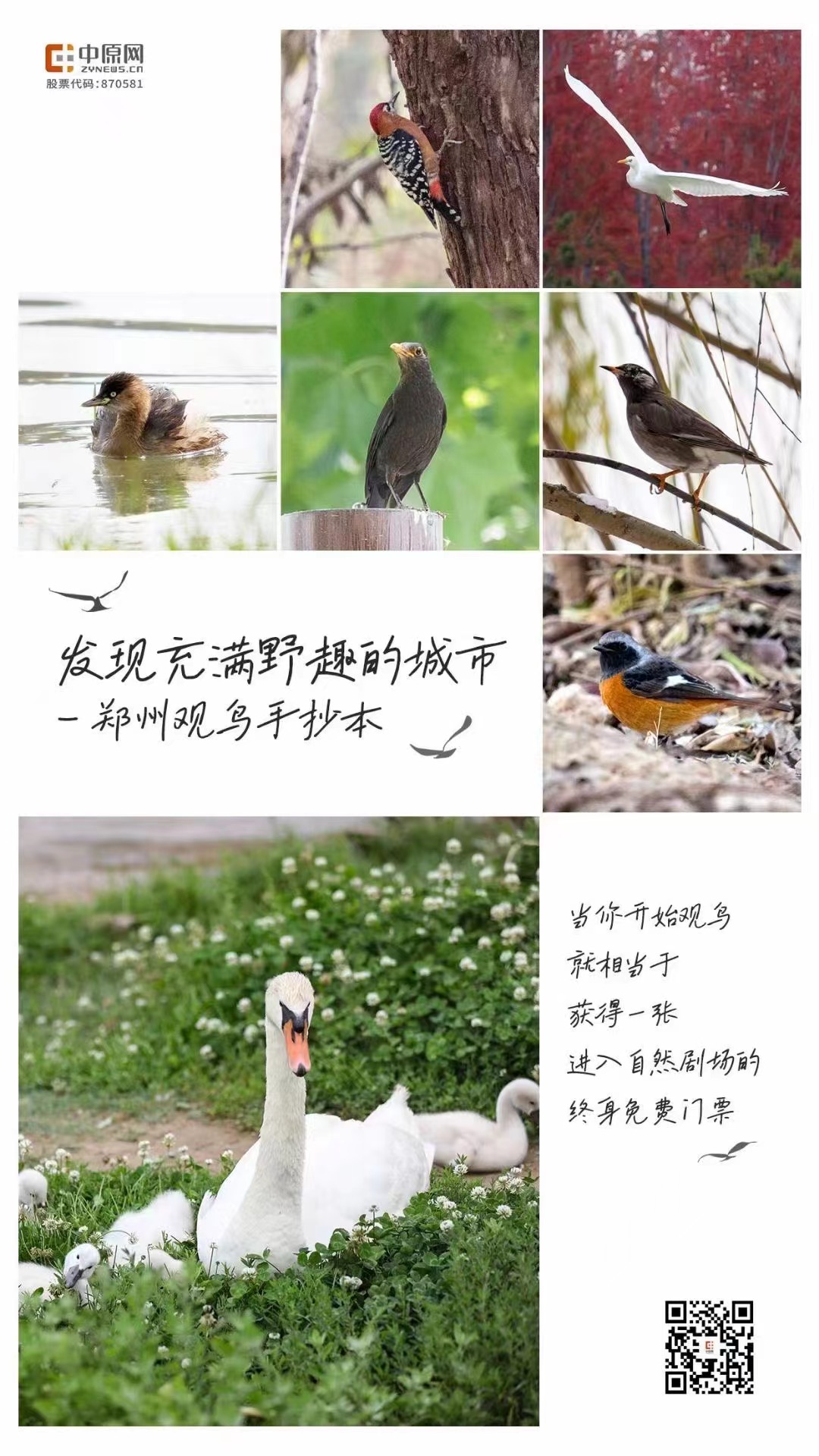 观鸟，与自然对话 发现充满野趣的郑州