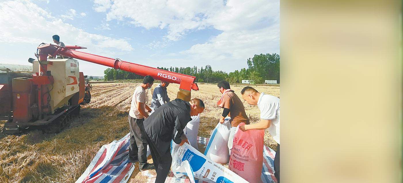 郑州夏粮抢收进度明显加快 截至6月1日18时已收获小麦32万余亩
