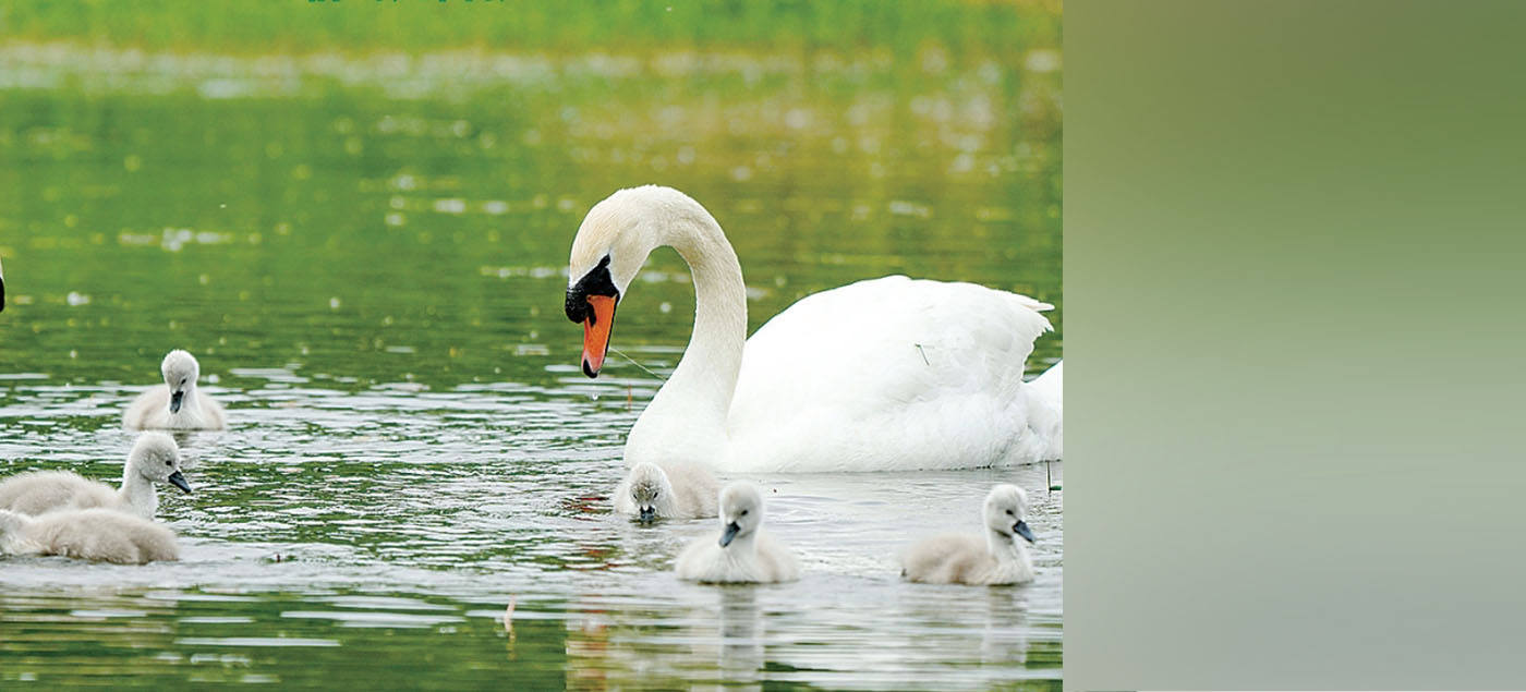  Swan "Zheng" settled down and danced together in the ecological city