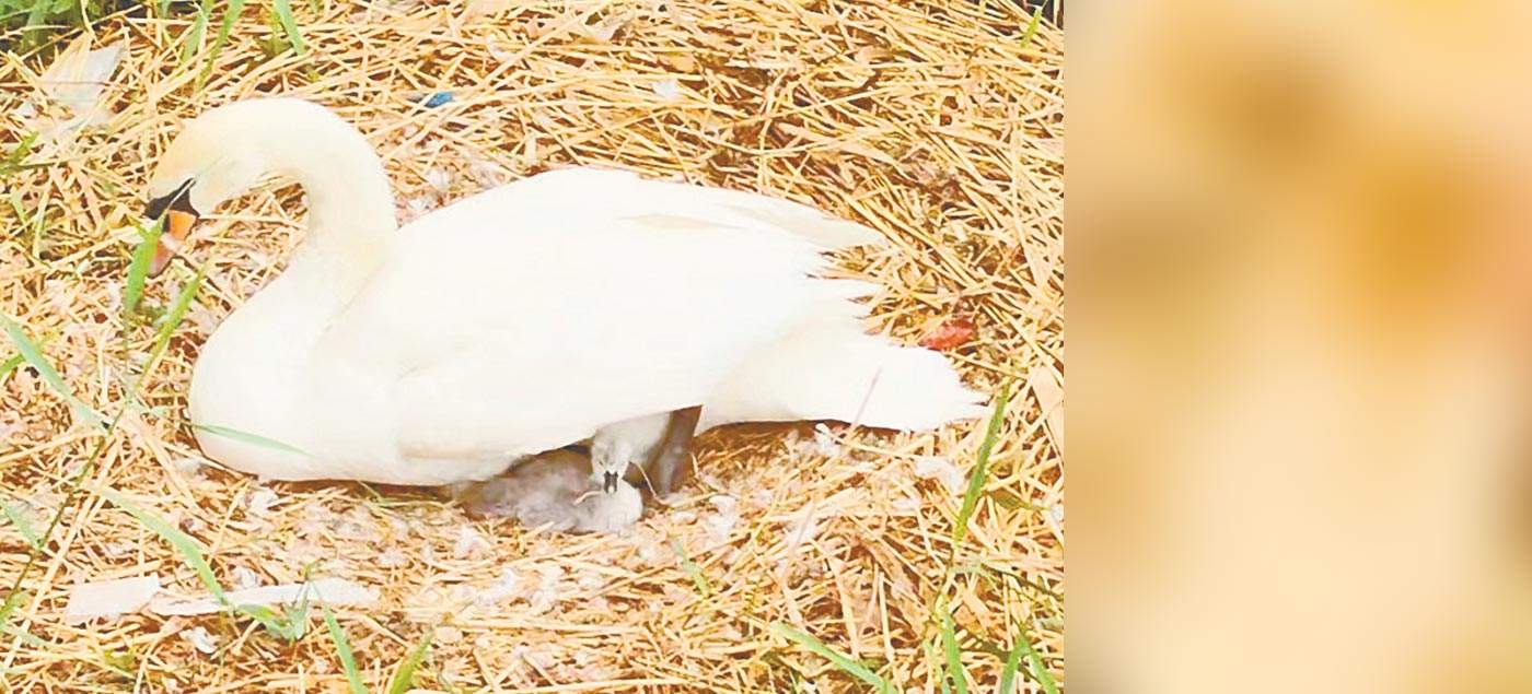  Another nest of swan babies in Beilong Lake